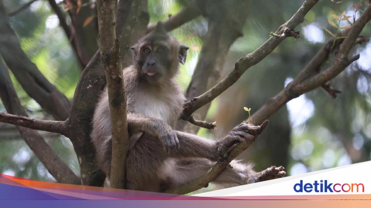 Monyet Lepas dari Ibarbo Park Terpantau Berkeliaran di Permukiman Bejen