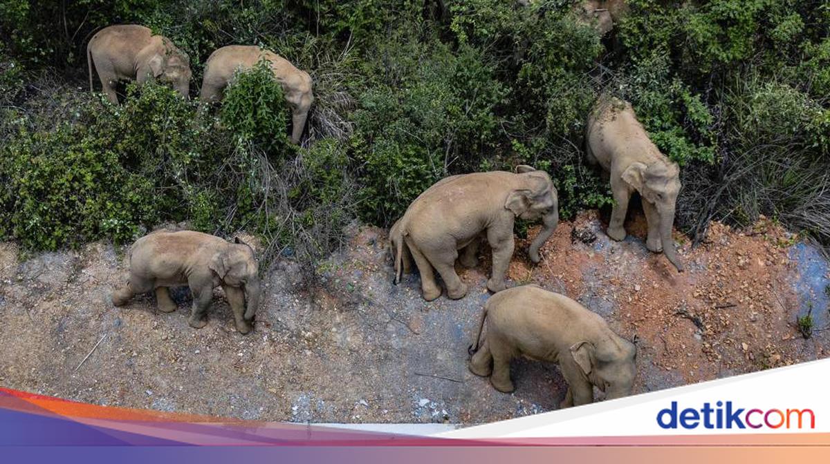 Niat Berburu Hewan Langka, Pemburu Elit Tewas Diinjak Gajah