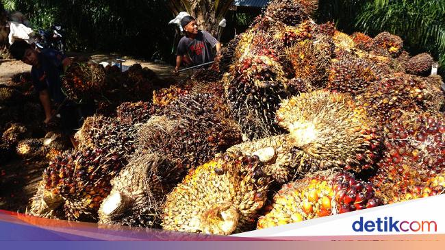 Pemerintah Yakin Tahun Ini Dapat Setoran Rp 39 T dari Sawit