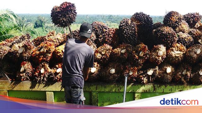 Catat! Harga Sawit RI Tak Lagi Diatur Malaysia Mulai Juni 2023