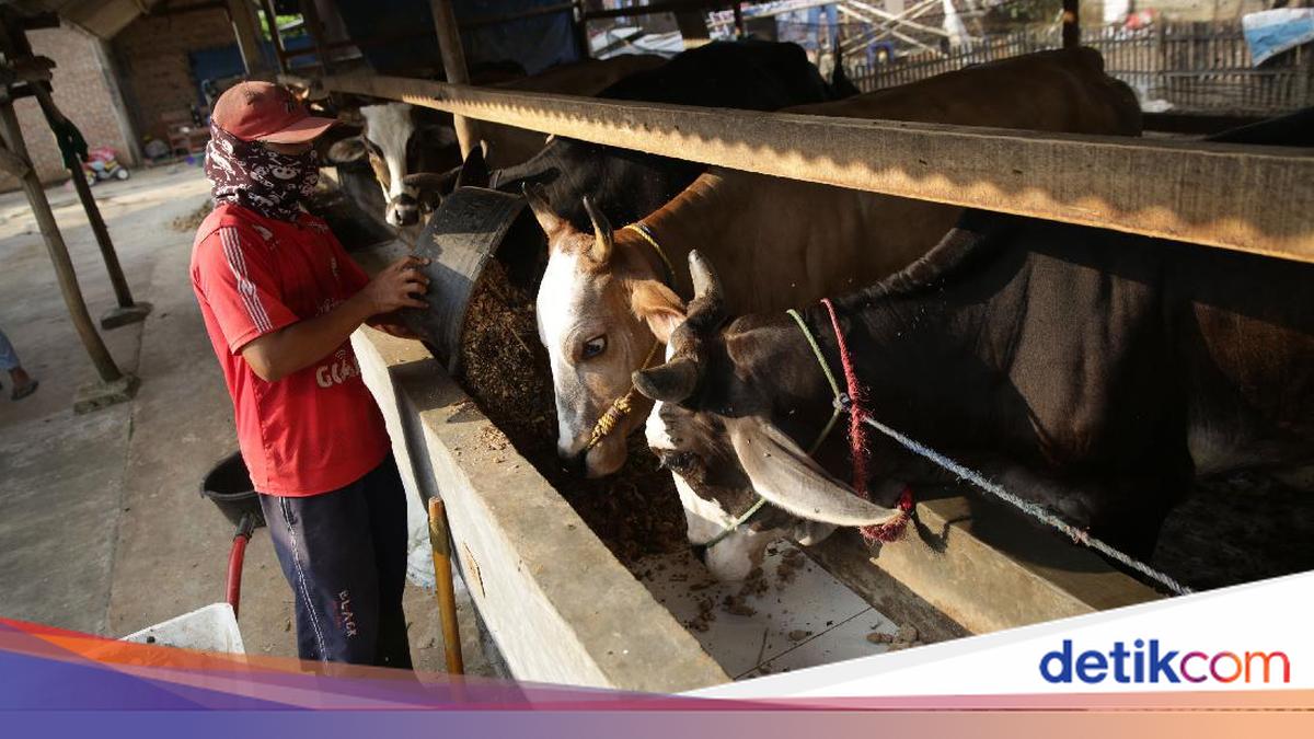 Harga Sapi di Tingkat Produsen Naik, Jadi Segini Per Kilogram