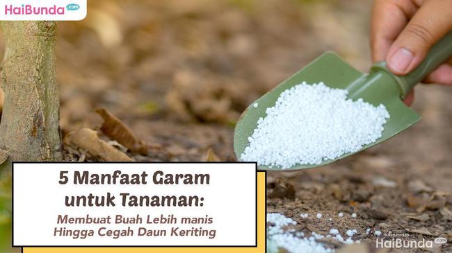 5 Manfaat Garam Untuk Tanaman Membuat Buah Lebih Manis Hingga Cegah