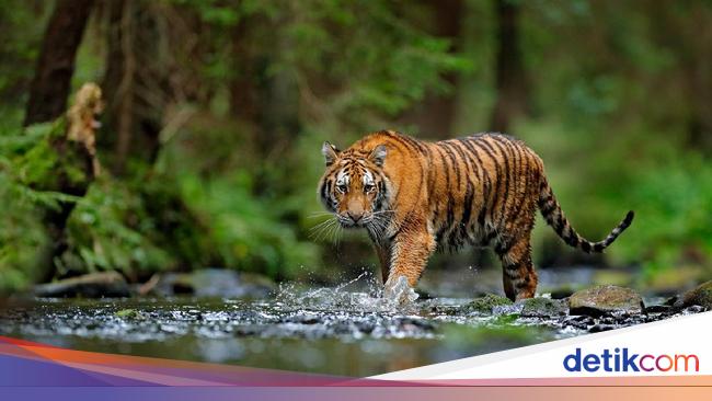 Duduk Perkara Harimau Gigit Ban Mobil Pengunjung Taman Safari