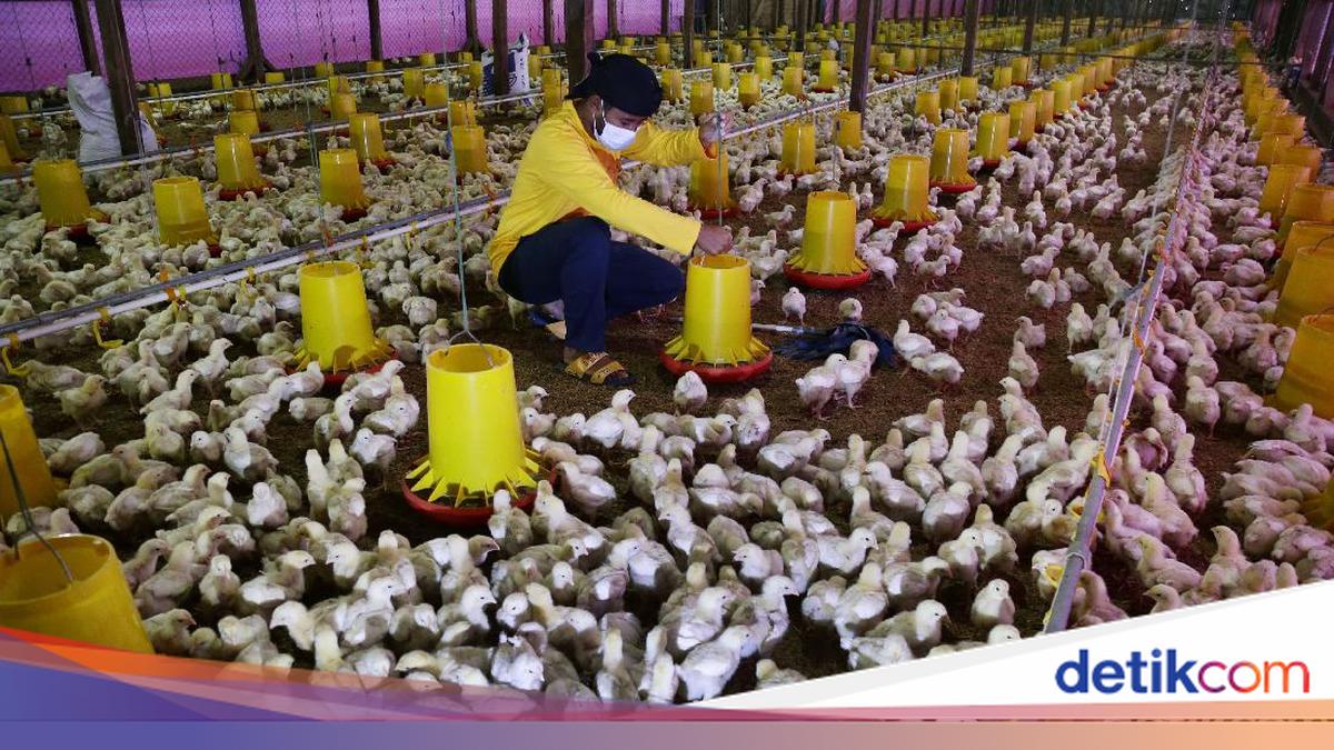 Harga Ayam Anjlok di Bawah HAP, Peternak Rugi Rp5.000-Rp7.000/kg – 7 Tuntutan ke Pemerintah