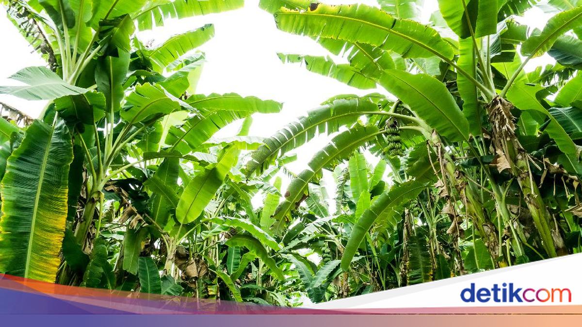 Curi 5 Tandan Pisang dari Ladang, Pria di Cileungsi Ditangkap Warga