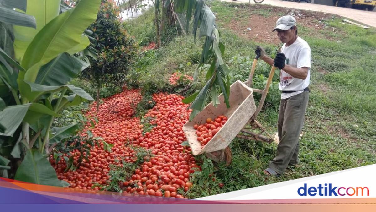 Harga Tomat Anjlok ke Rp1.000-Rp1.600/kg — Bapanas Aksi Bela Beli, Serap Pasokan 7,3 Ton
