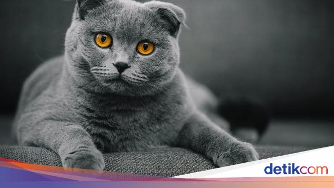 10 Ras Kucing Abu-abu yang Bagus, Unik, dan Paling Populer