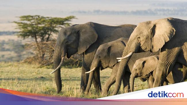 Gajah Ternyata Berperan Penting Selamatkan Bumi, Ini Alasannya