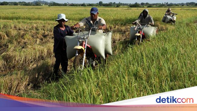 Petani Ngeluh ke Jokowi, Harga Gabah Anjlok saat Panen Raya