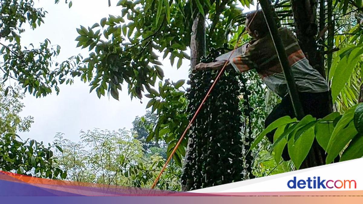 Cuaca Jogja Hari Ini: Kaliurang-Menoreh Diguyur Hujan Ringan