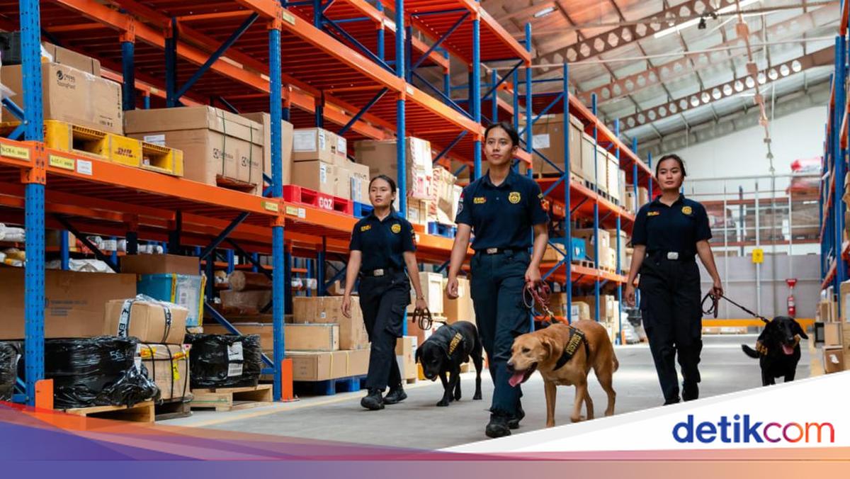 Kabar Terbaru Rekrutmen 300 Lulusan Sma Di Bea Cukai, Kapan Dibuka?