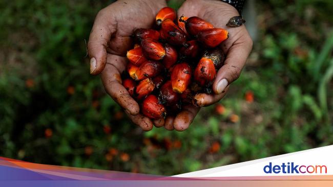 Harga Referensi CPO Naik Jadi US$ 826,48/MT