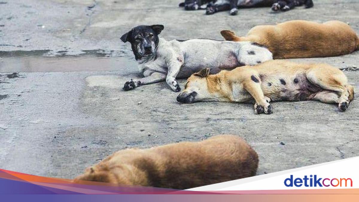 Sah! DIY Akhirnya Punya Perda Larangan Perdagangan Anjing-Kucing untuk Pangan