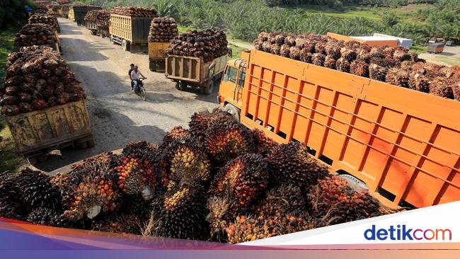 Ada Prediksi Kurang Enak Nih buat Industri Sawit, Buruan Cek