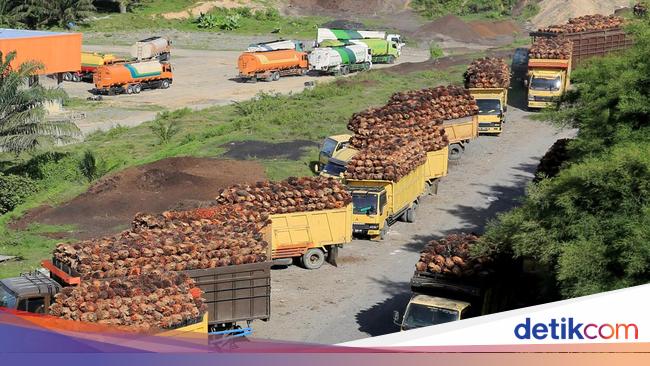 Industri Sawit Dinilai Jadi Tulang Punggung Penyerapan Tenaga Kerja