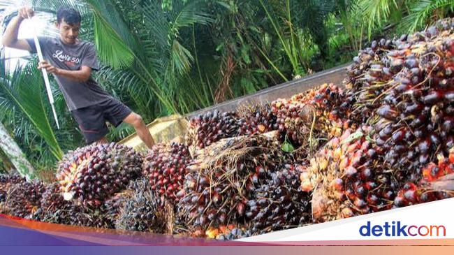 RI Berhasil Sulap Limbah Kelapa Sawit Jadi Rompi Anti Peluru!