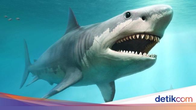 Hiu Megalodon Sudah Jadi Predator Sejak dalam Rahim