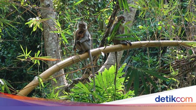 Sadis! BBC Ungkap Jaringan Video Siksa Monyet, Indonesia Disebut-sebut