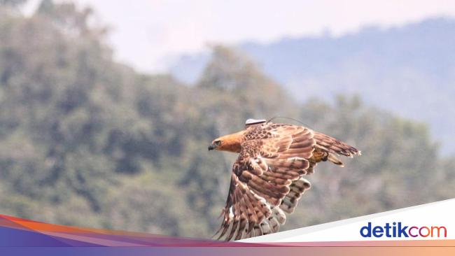 5 Fakta Elang Jawa Burung Legendaris yang Terancam Punah