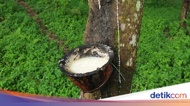 Indonesia-Malaysia Gandengan Kawal Ketat Pasokan Sawit & Karet