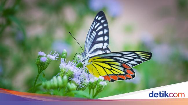 Penelitian Menarik: Apakah Kupu-kupu Benar-benar Mengingat Masa Lalu Sebagai Ulat?