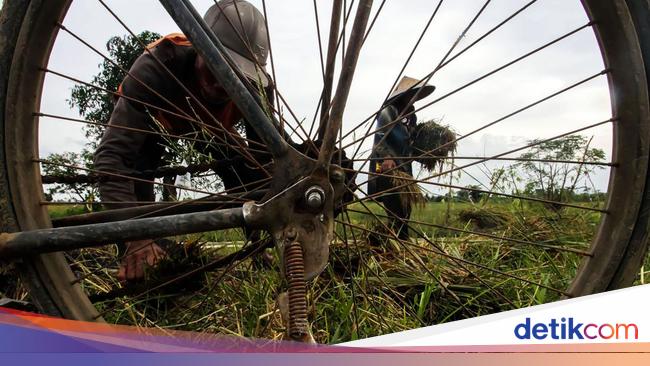 Mentan Ngaku Stok Beras Aman, Temuan DPR Bilang Panen Mengkhawatirkan