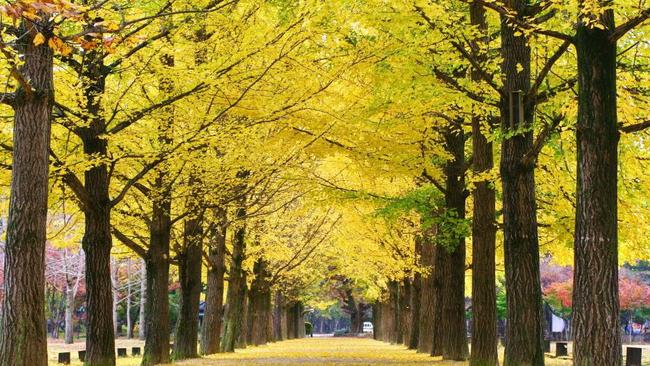 4 Rekomendasi Lokasi Wisata di Korea Selatan yang Semakin Indah Ketika Dikunjungi Pada Musim Gugur