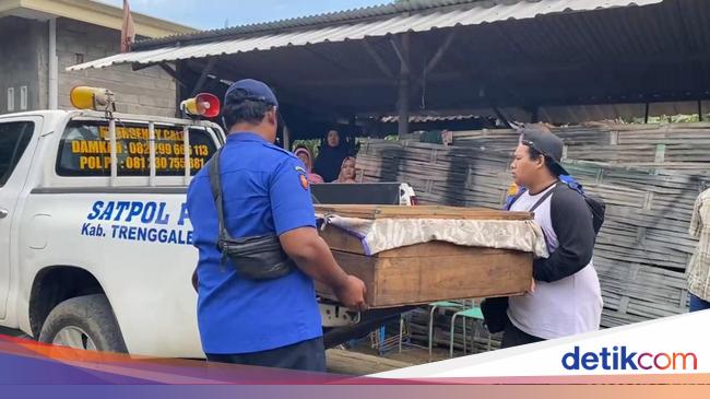 Pawang Ular Tewas Dipatuk King Kobra Peliharaannya di Trenggalek