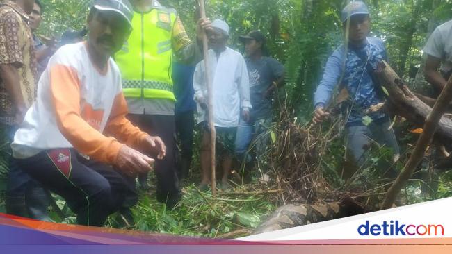 Tubuh Wanita Jambi Utuh di Perut Piton Raksasa, Diduga Baru Dimangsa