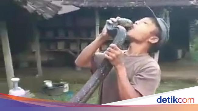 Awal Kisah Pawang Tewas Dipatuk Kobra hingga Disebut Keluarga Hadir di Mimpi