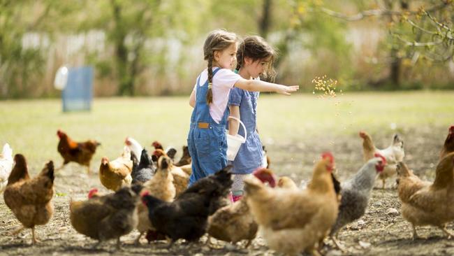 4 Tahapan Daur Hidup Ayam Dari Proses Bertelur Hingga Dewasa