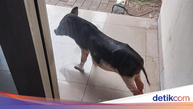 Dinas LH DKI Duga Babi yang Nyelonong Masuk Kantor Peliharaan Warga