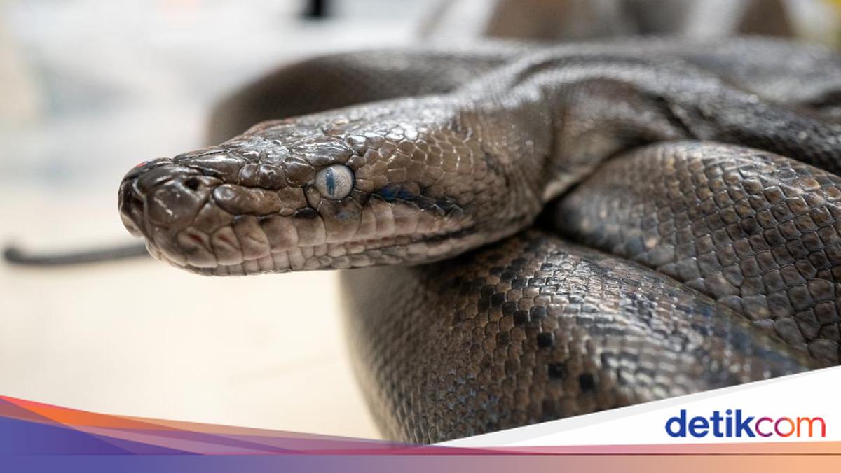 Nasib Sanca 3 Meter yang Muncul dari Lahan Terbakar di Tepi Kali Winongo Jogja