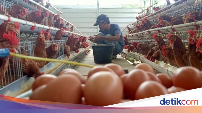 Harga Telur Tembus di Atas Rp 30 Ribu Jelang Nataru, Mendag: Wajar