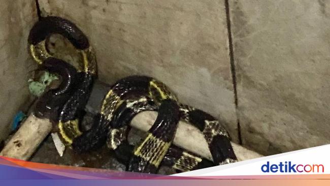 Untung Ketahuan! Ular Berbisa Ini Ditangkap di Toilet Rumah Warga Jaktim