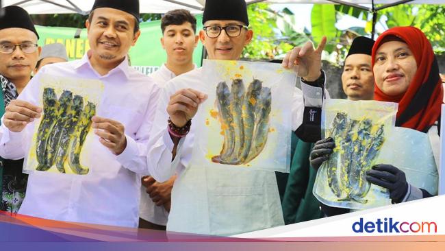 Sandiaga-PWNU DKI Panen Hasil Budi Daya Lele, Omzet Capai Rp 17 Juta