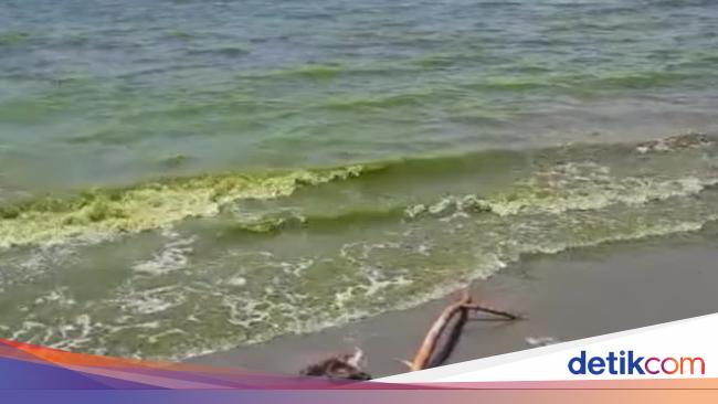 Heboh Air Laut di Sulsel Berubah Warna, Pemkab Larang Warga Makan Ikan