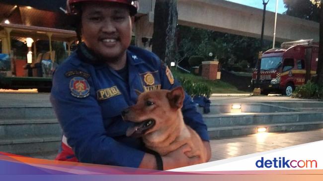 Kasihan, Anjing Ini 3 Hari Terjebak di Tengah Danau Miniatur Indonesia di TMII