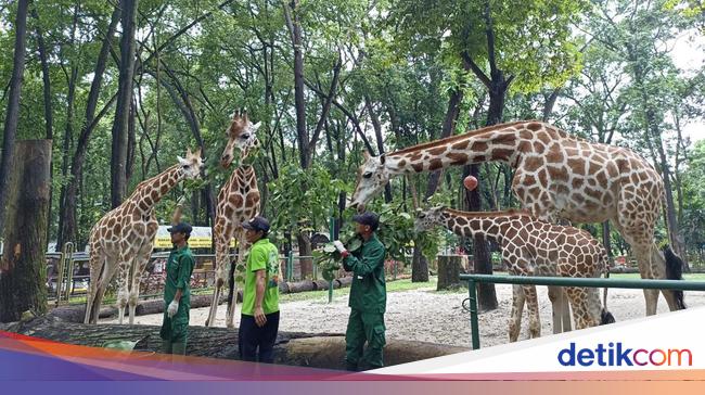 Melihat Keluarga Jerapah Ragunan yang Dinamai oleh Ahok, Anies dan Heru Budi