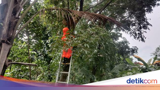 Tawon 'Ngamuk' Usai Sarang Diganggu, Pelajar-Pemotor di Bogor Kena Sengat