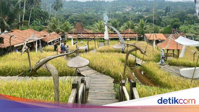 Pemandangan Sawah di Sawah Abah Coffee Puncak