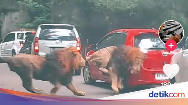 Mobil Kena Seruduk Singa di Taman Safari Bisa Klaim Asuransi, Asal...