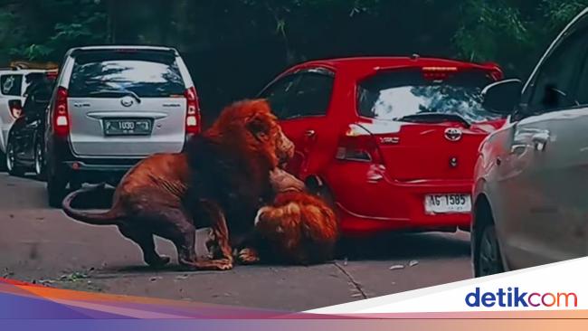 Nggak Perlu Khawatir Mobil Diseruduk Singa di Taman Safari, Ada Asuransinya