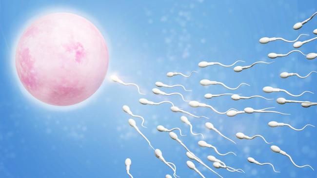 Fakta Menarik Mengenai Ovum Atau Sel Telur Wanita