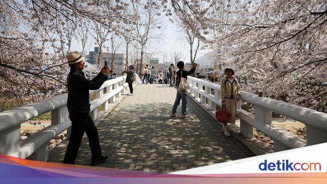 Cek Lagi Syarat dan Prosedur Bebas Visa ke Jepang...
