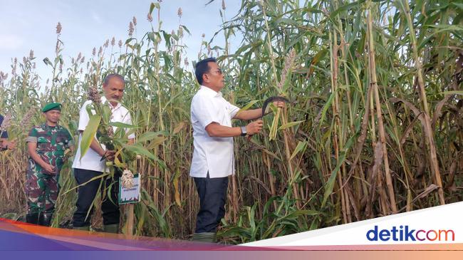 Moeldoko Beberkan Kendala Penanaman Sorgum di Sumba Timur