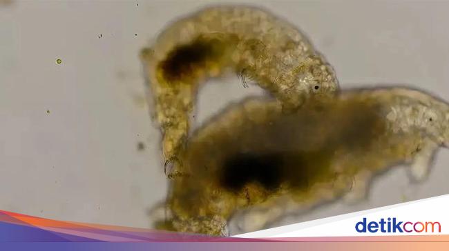 Peneliti Lihat Tardigrade Lagi Threesome