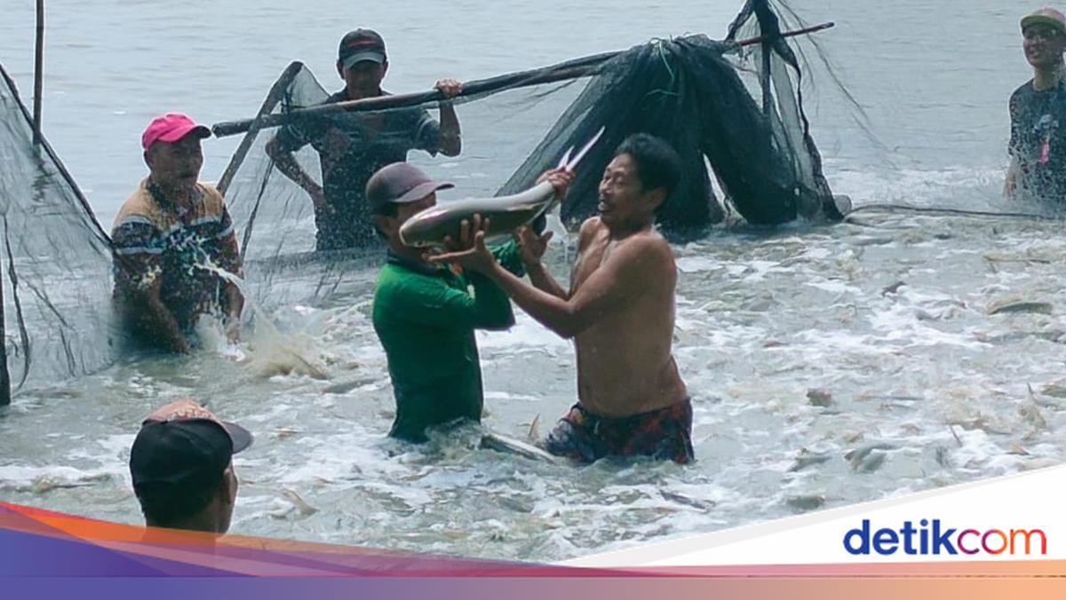 4 Daerah Penghasil Bandeng Terbesar di Jawa Timur, Gresik Nomor Satu