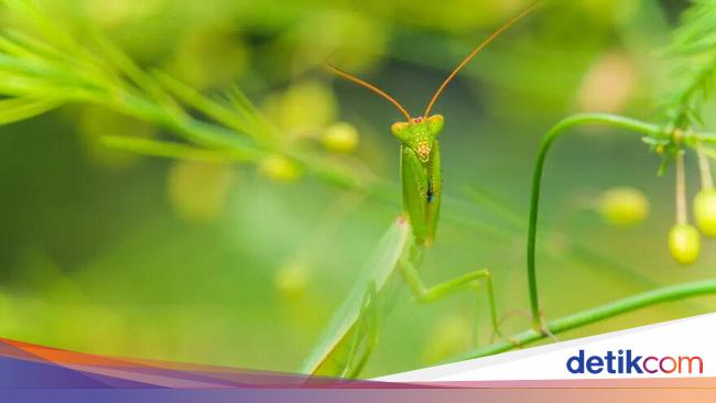 Wow Serangga Punah Bisa Sebabkan Kiamat