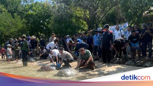 BKSDA Bali Imbau Masyarakat Tak Pelihara-Perdagangkan Penyu